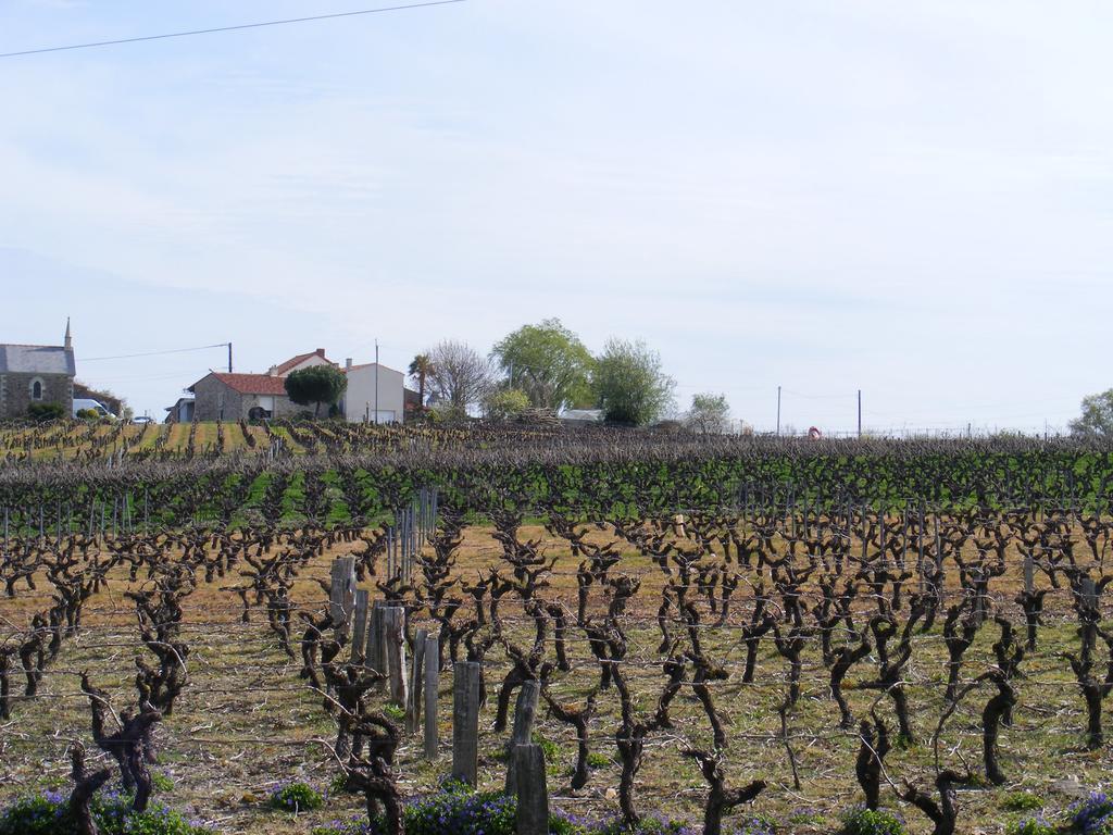 Chambres D'Hotes Vignes Et Loire Drain Exterior foto